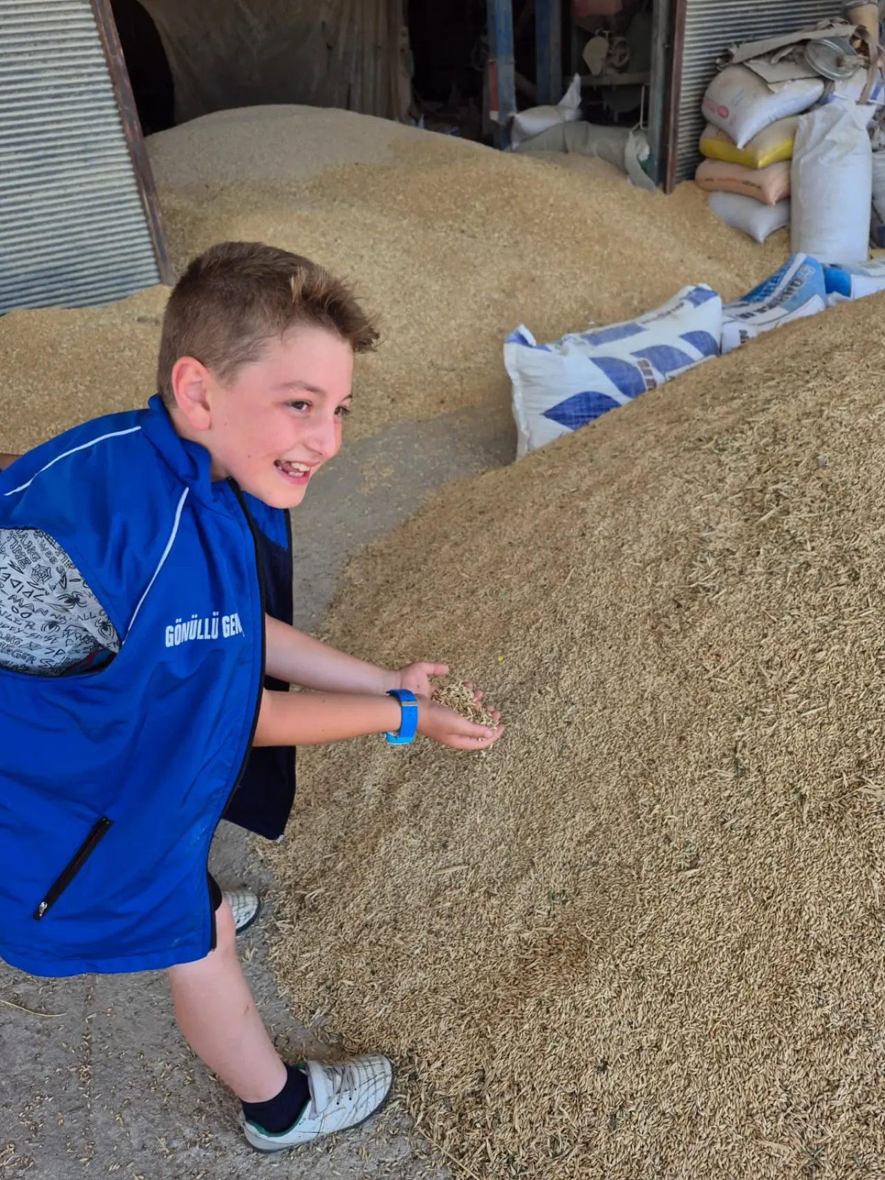 Kelkit Vadisinde gönüllü hasat etkinliği 1