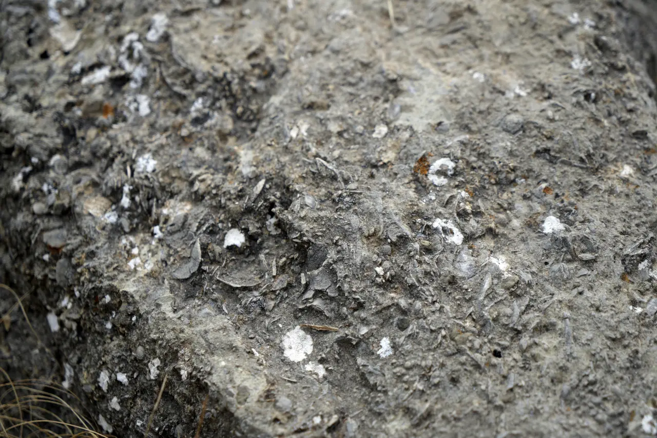 Gümüşhane’de milyonlarca yıllık deniz fosili yatağı 4