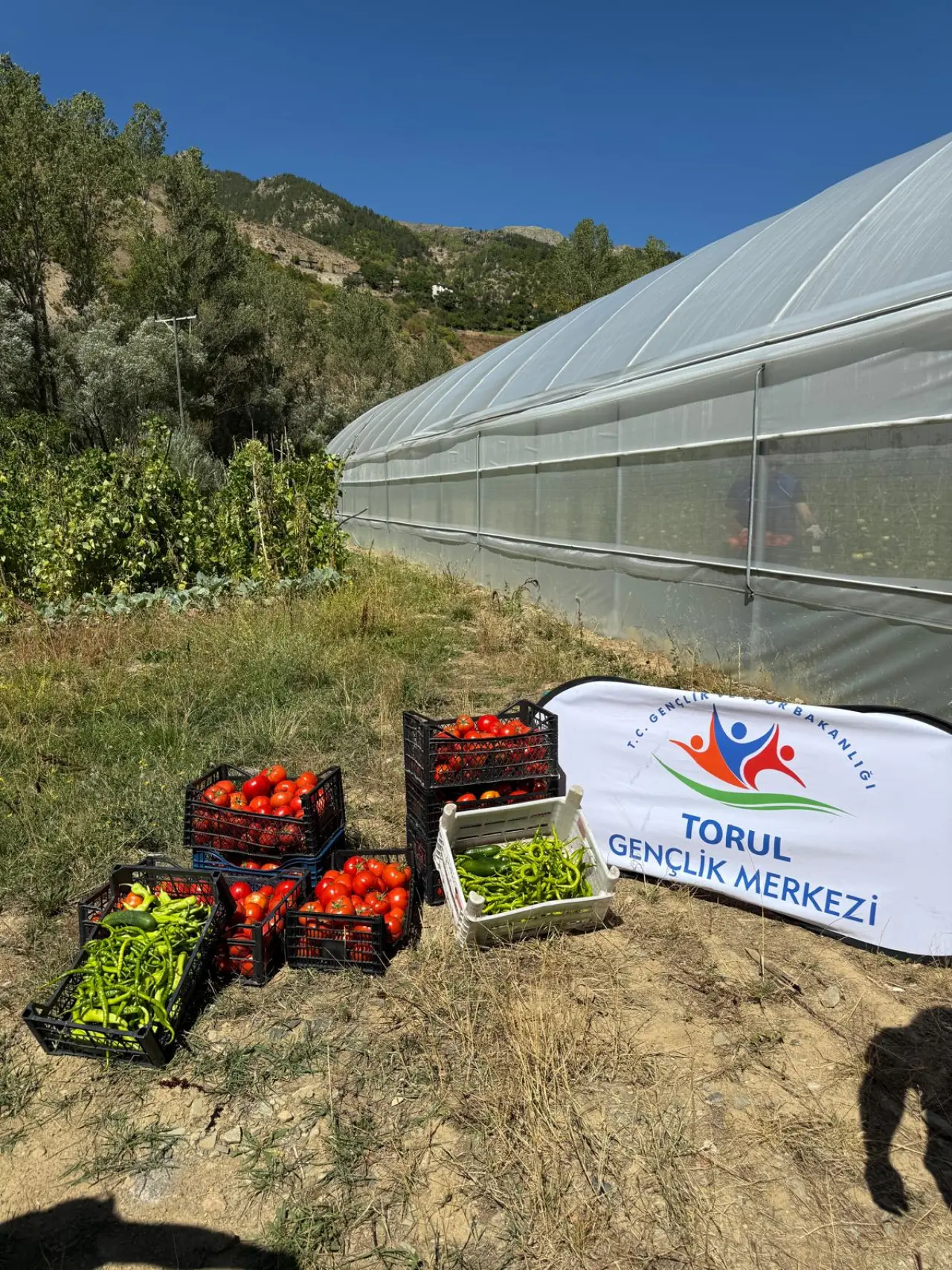 Gümüşhane’de seralarda Gönüllü Hasat yapıldı 3