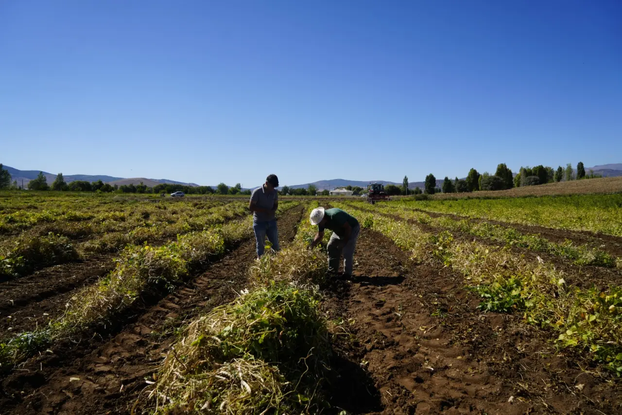 Kelkit’in coğrafi işaretli şeker fasulyesinin hasadı başladı 2