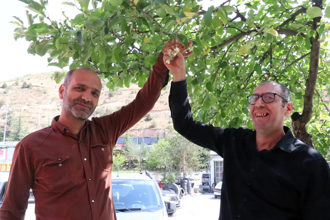 Gümüşhane'de mevsimi şaşıran elma ağacı çiçek açtı 4