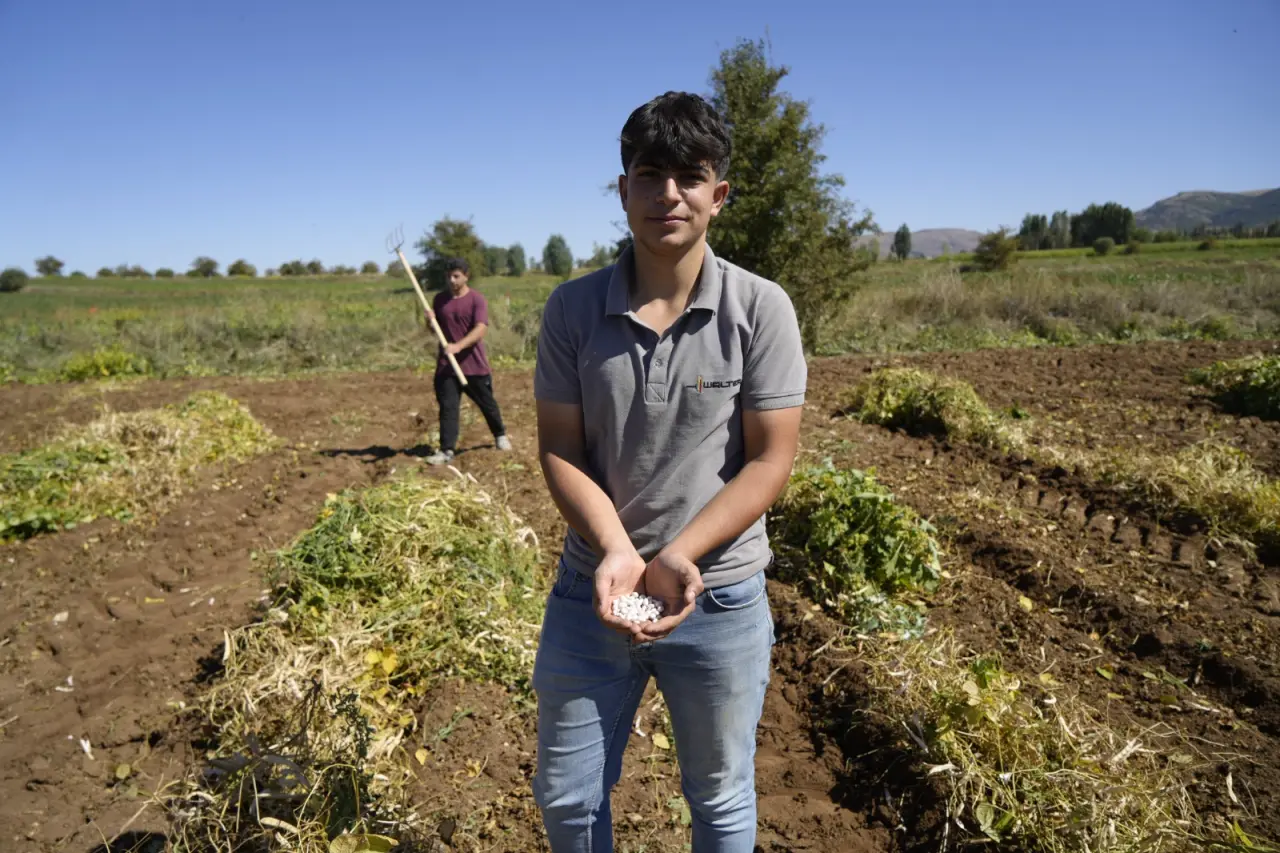Kelkit’in coğrafi işaretli şeker fasulyesinin hasadı başladı 3