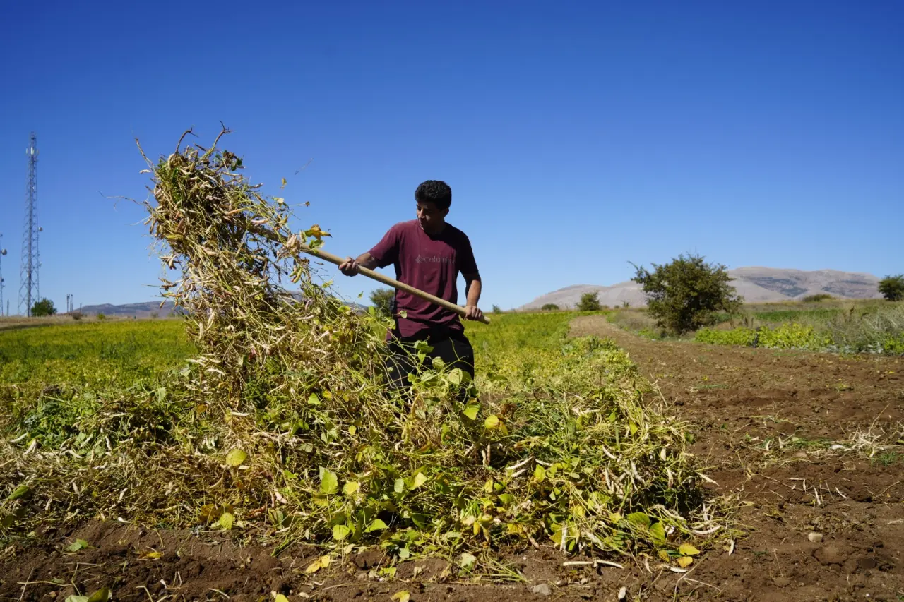 Kelkit’in coğrafi işaretli şeker fasulyesinin hasadı başladı 1
