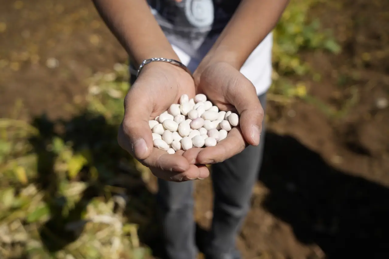 Kelkit’in coğrafi işaretli şeker fasulyesinin hasadı başladı 9
