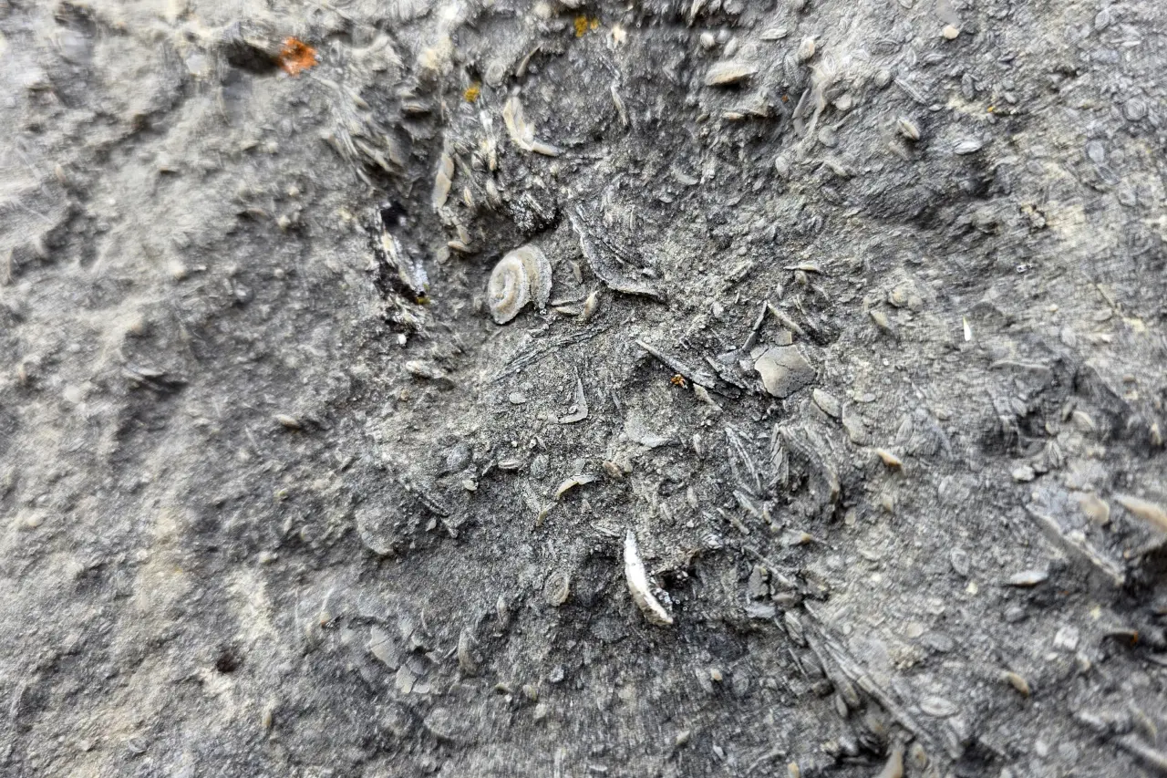 Gümüşhane’de milyonlarca yıllık deniz fosili yatağı 15