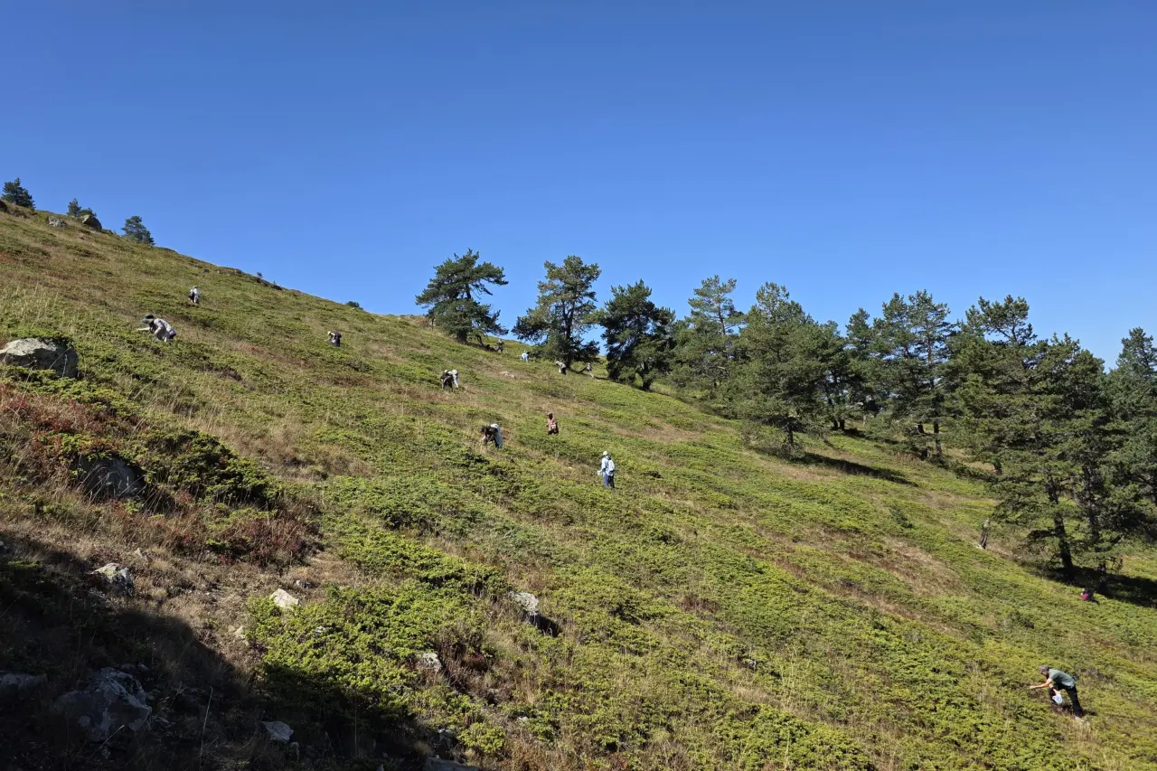 Doğanın şifa kaynağı Likarpa, Gümüşhane’de şenliğe dönüştü 1
