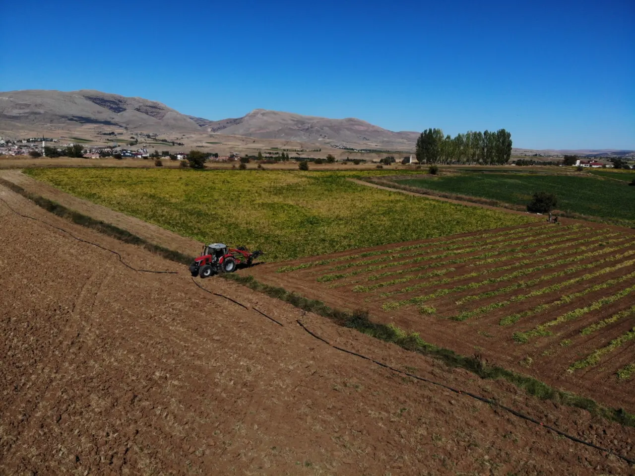 Kelkit’in coğrafi işaretli şeker fasulyesinin hasadı başladı 5