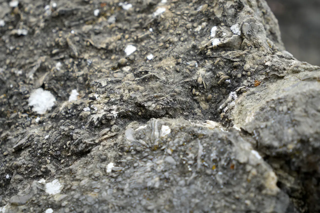 Gümüşhane’de milyonlarca yıllık deniz fosili yatağı 5