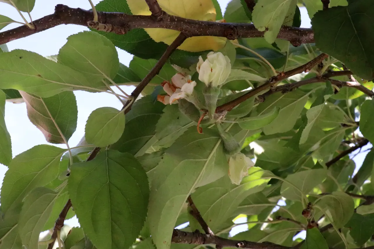 Gümüşhane'de mevsimi şaşıran elma ağacı çiçek açtı 1