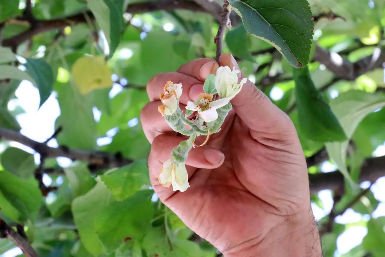 Gümüşhane'de mevsimi şaşıran elma ağacı çiçek açtı 3