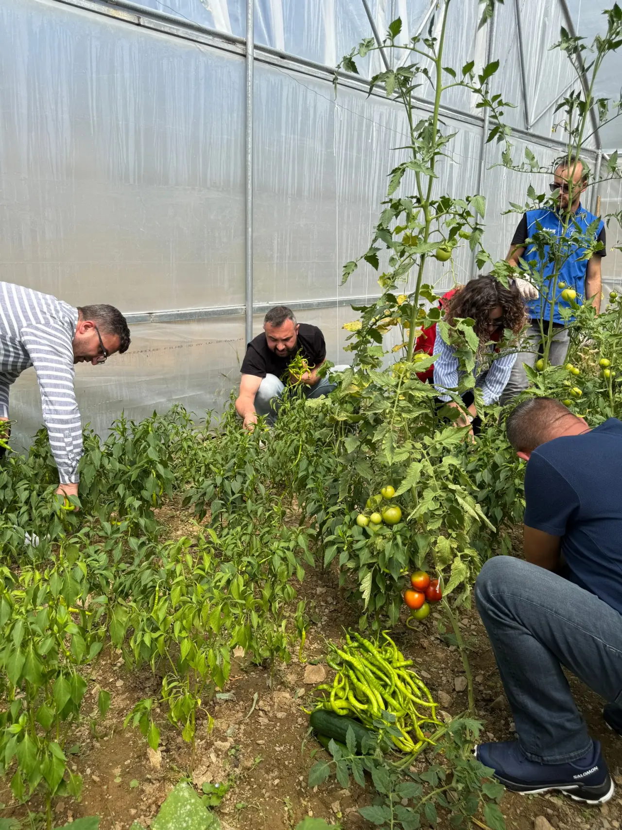 Gümüşhane’de seralarda Gönüllü Hasat yapıldı 2