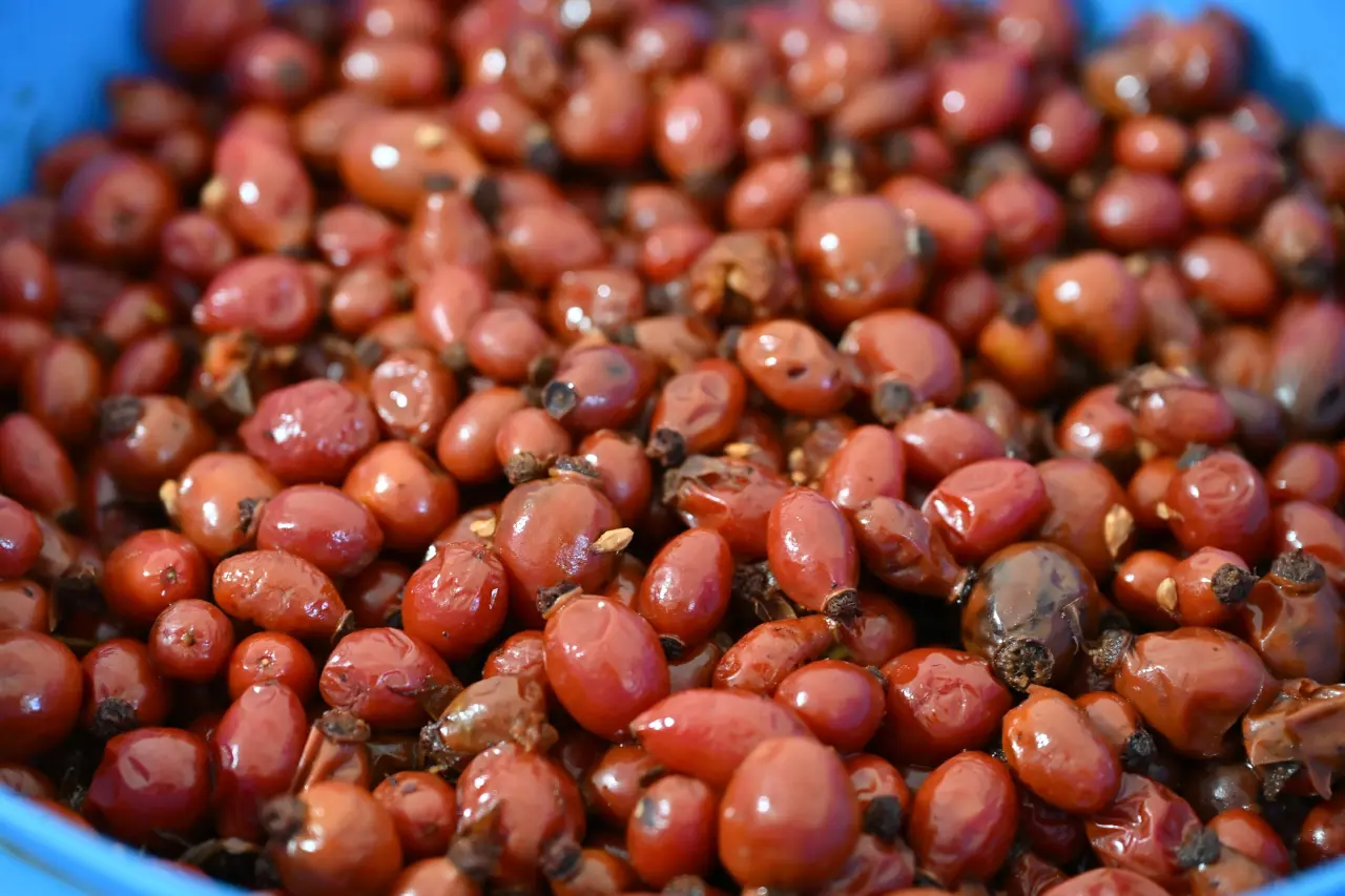 Gümüşhane'nin "Dikenli Gülü" kuşburnu, zahmetli yolculukla sofraya geliyor 6