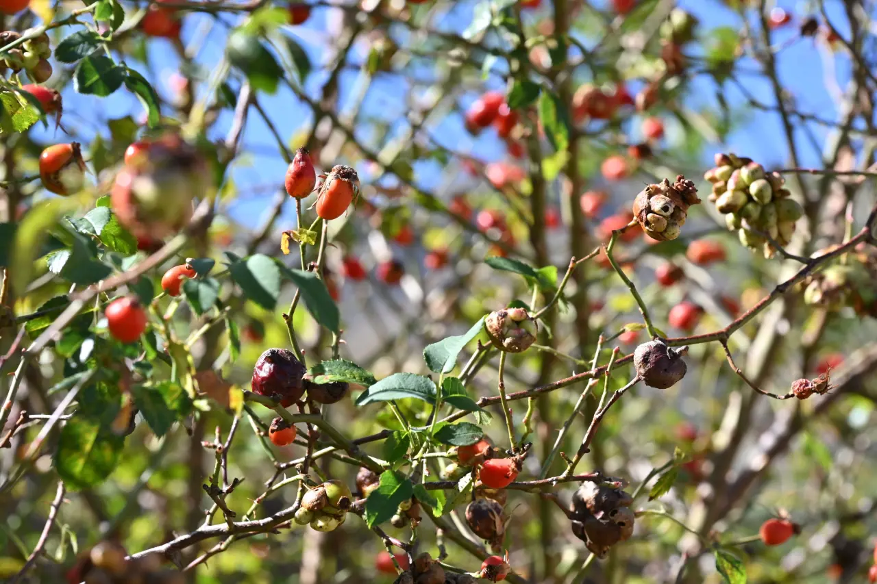 Gümüşhane'nin "Dikenli Gülü" kuşburnu, zahmetli yolculukla sofraya geliyor 3