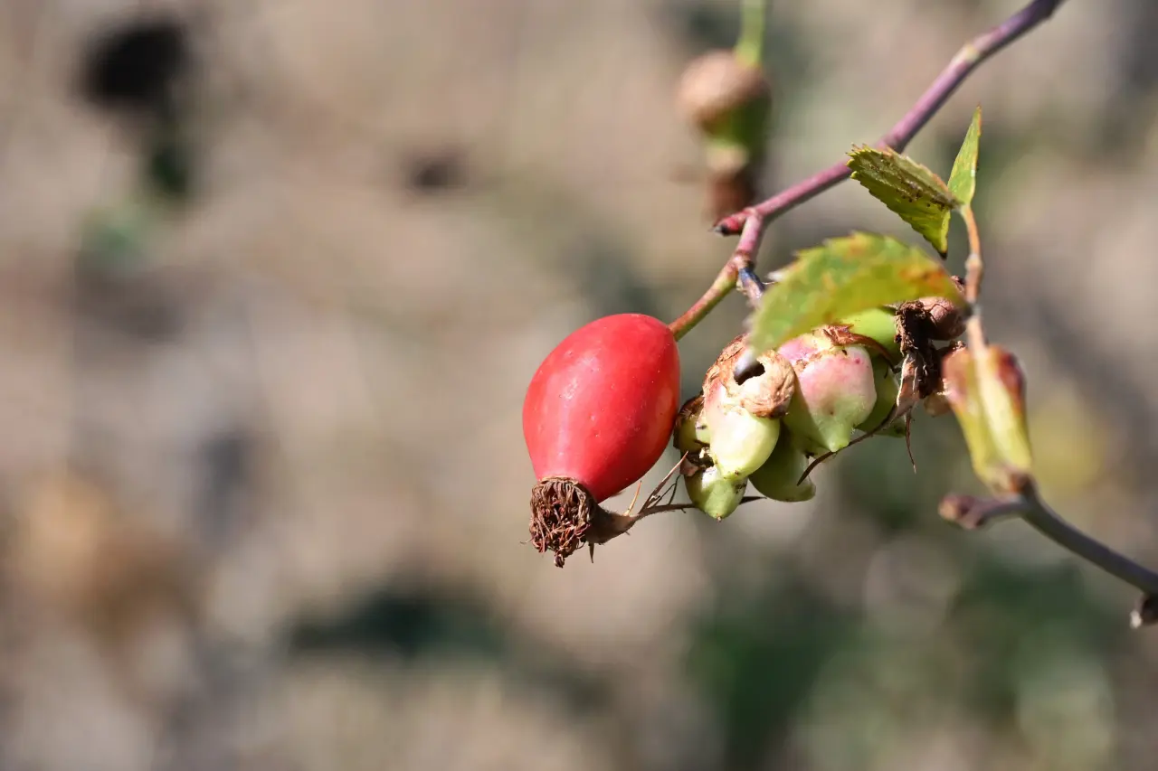 Gümüşhane'nin "Dikenli Gülü" kuşburnu, zahmetli yolculukla sofraya geliyor 2