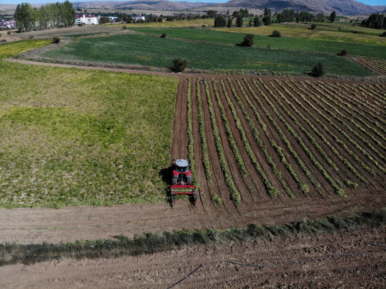 Kelkit’in coğrafi işaretli şeker fasulyesinin hasadı başladı 6