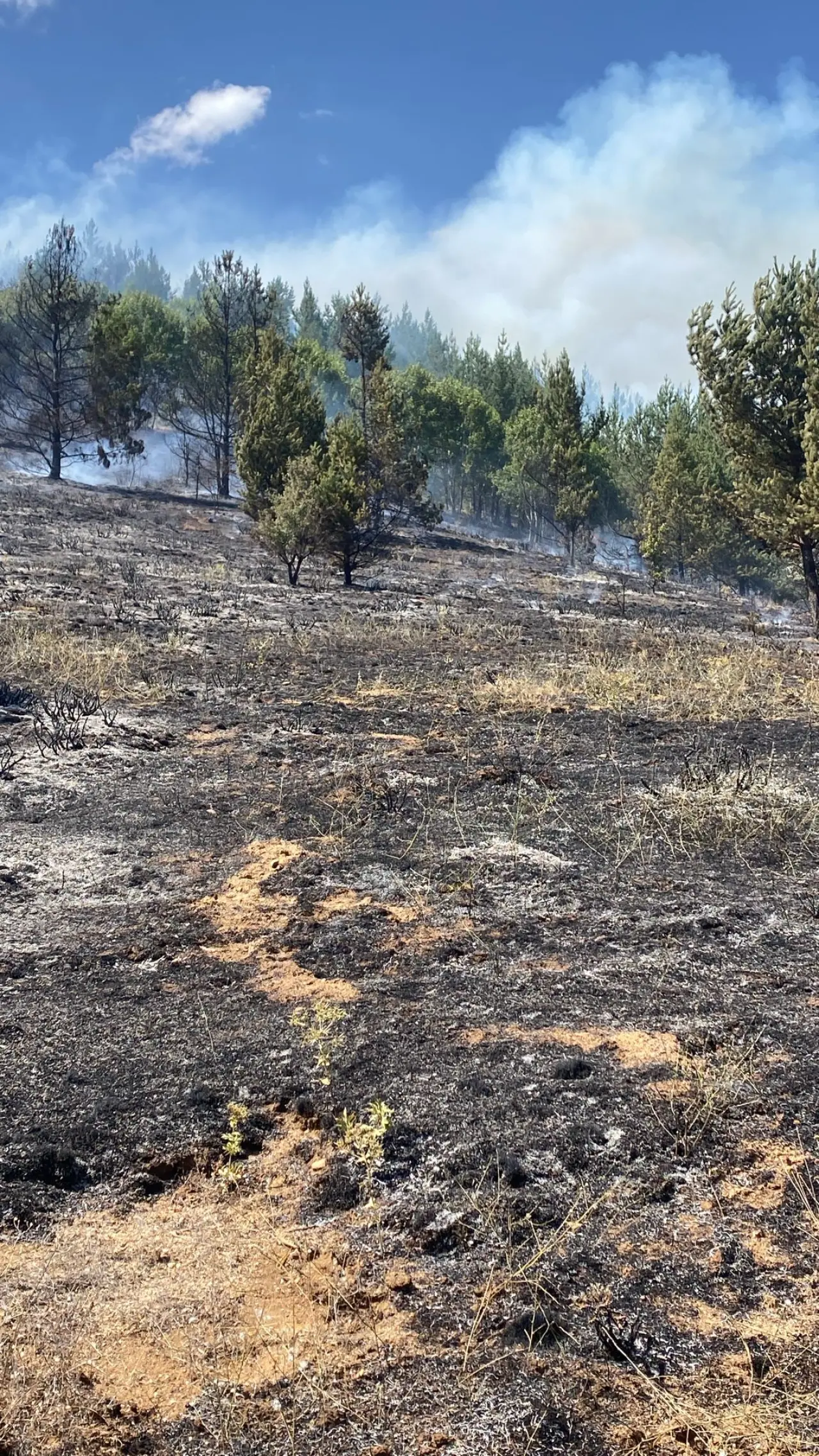 Torul’da Orman Yangını: 1 Hektarlık Alan Zarar Gördü 1