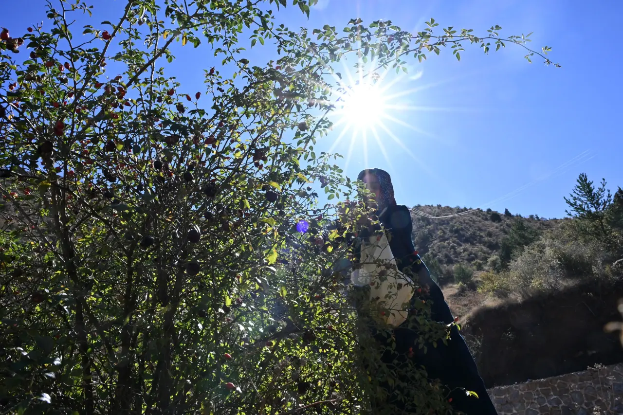 Gümüşhane'nin "Dikenli Gülü" kuşburnu, zahmetli yolculukla sofraya geliyor 1