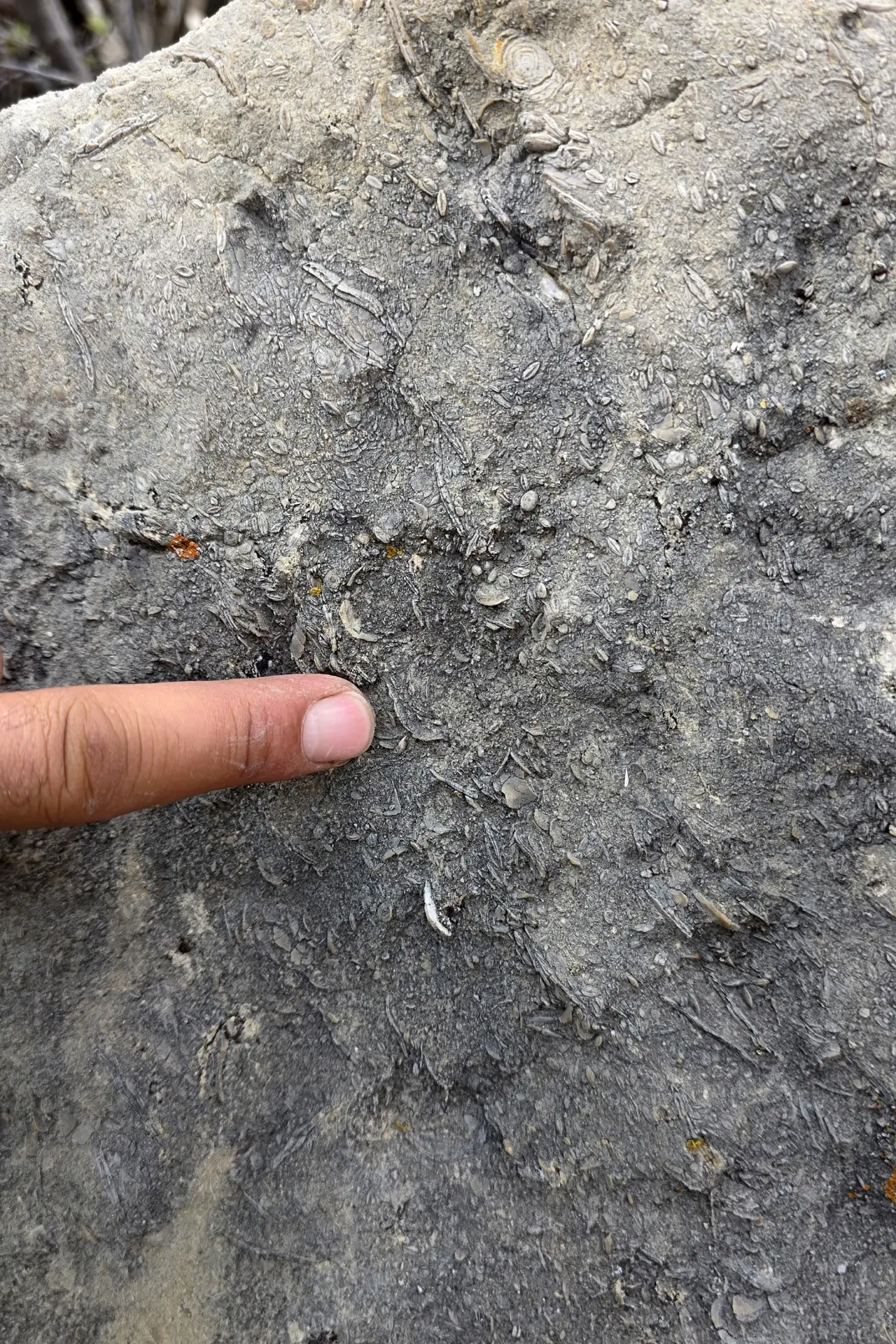 Gümüşhane’de milyonlarca yıllık deniz fosili yatağı 16