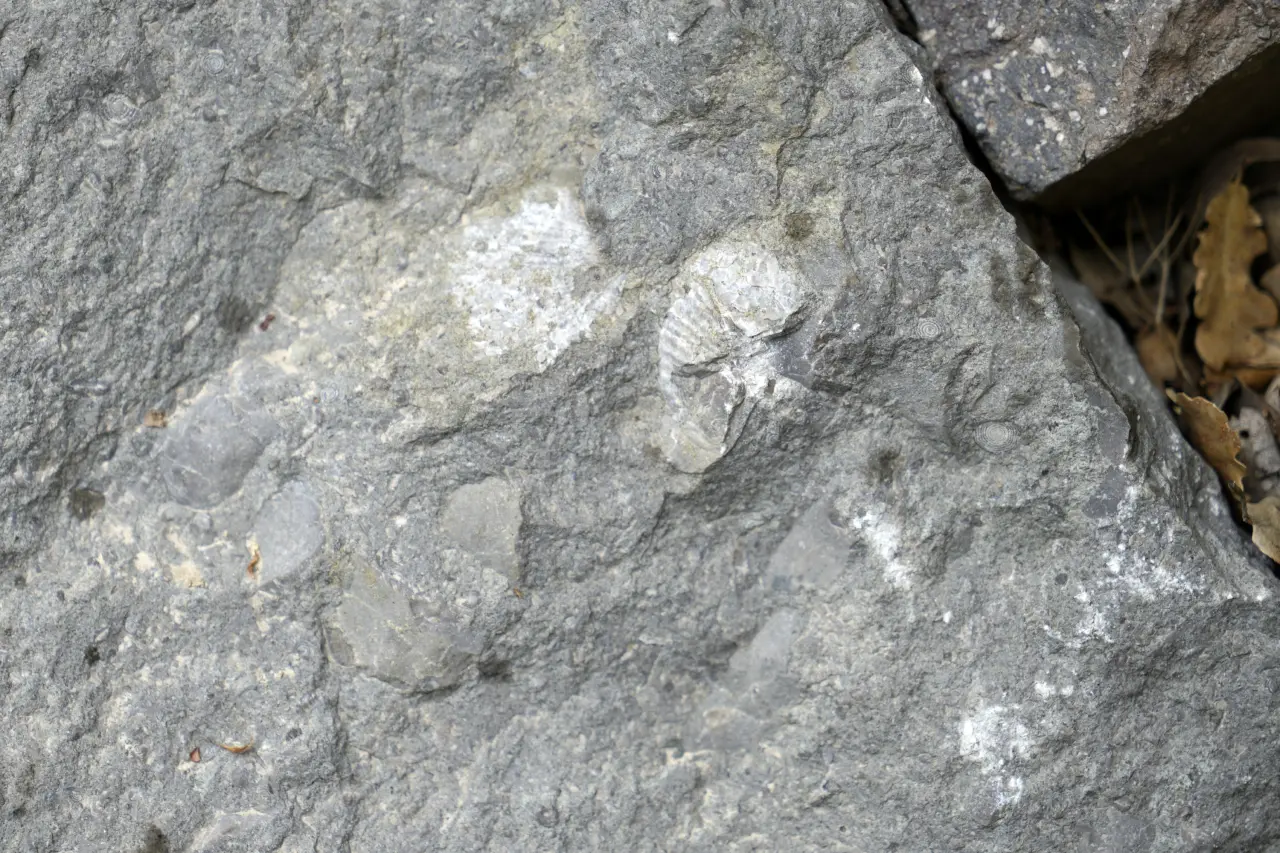 Gümüşhane’de milyonlarca yıllık deniz fosili yatağı 2