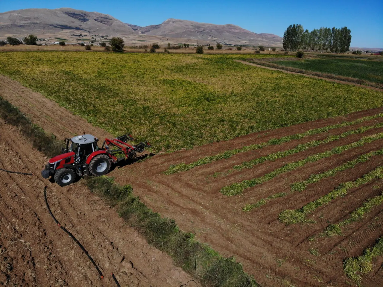 Kelkit’in coğrafi işaretli şeker fasulyesinin hasadı başladı 4