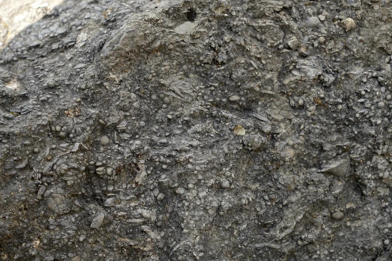 Gümüşhane’de milyonlarca yıllık deniz fosili yatağı 3
