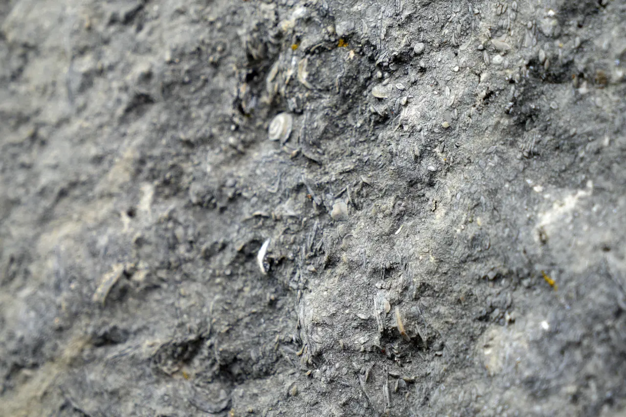 Gümüşhane’de milyonlarca yıllık deniz fosili yatağı 7