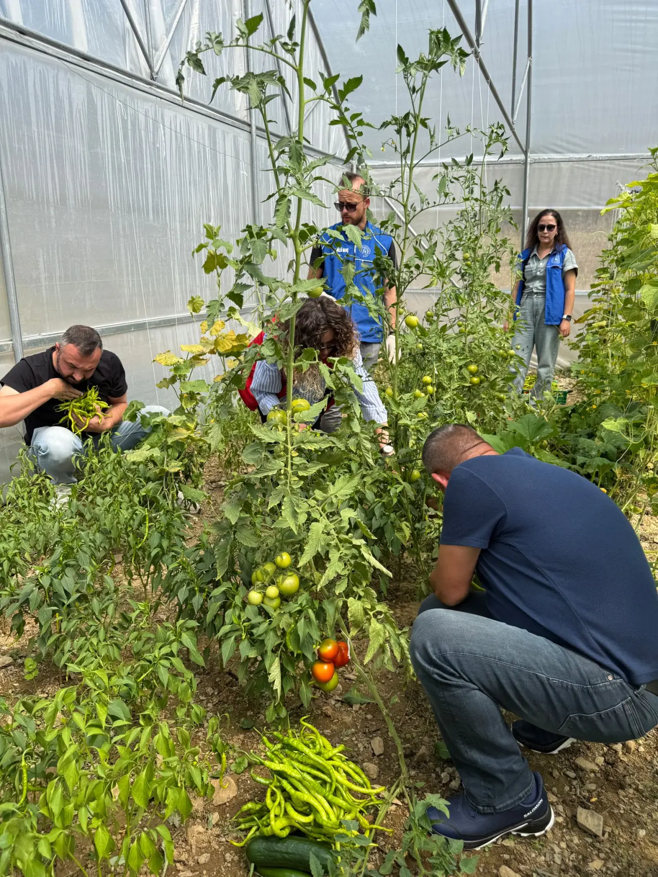 Gümüşhane’de seralarda Gönüllü Hasat yapıldı 5