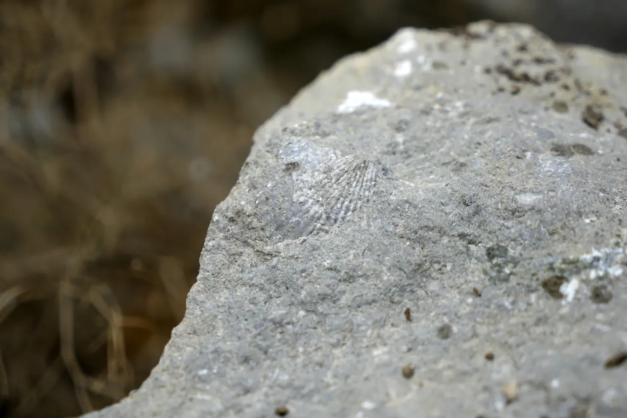 Gümüşhane’de milyonlarca yıllık deniz fosili yatağı 1