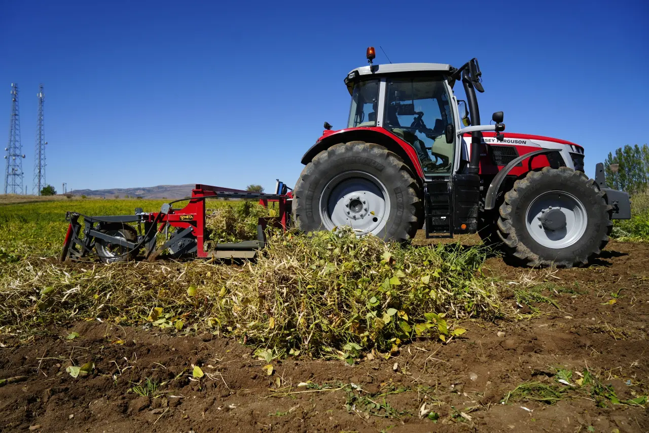 Kelkit’in coğrafi işaretli şeker fasulyesinin hasadı başladı 8