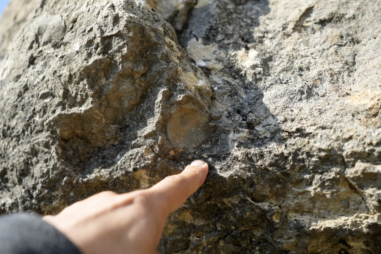 Gümüşhane’de milyonlarca yıllık deniz fosili yatağı 14