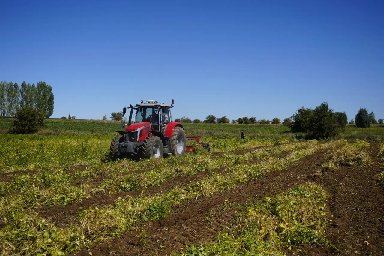 Kelkit’in coğrafi işaretli şeker fasulyesinin hasadı başladı 7