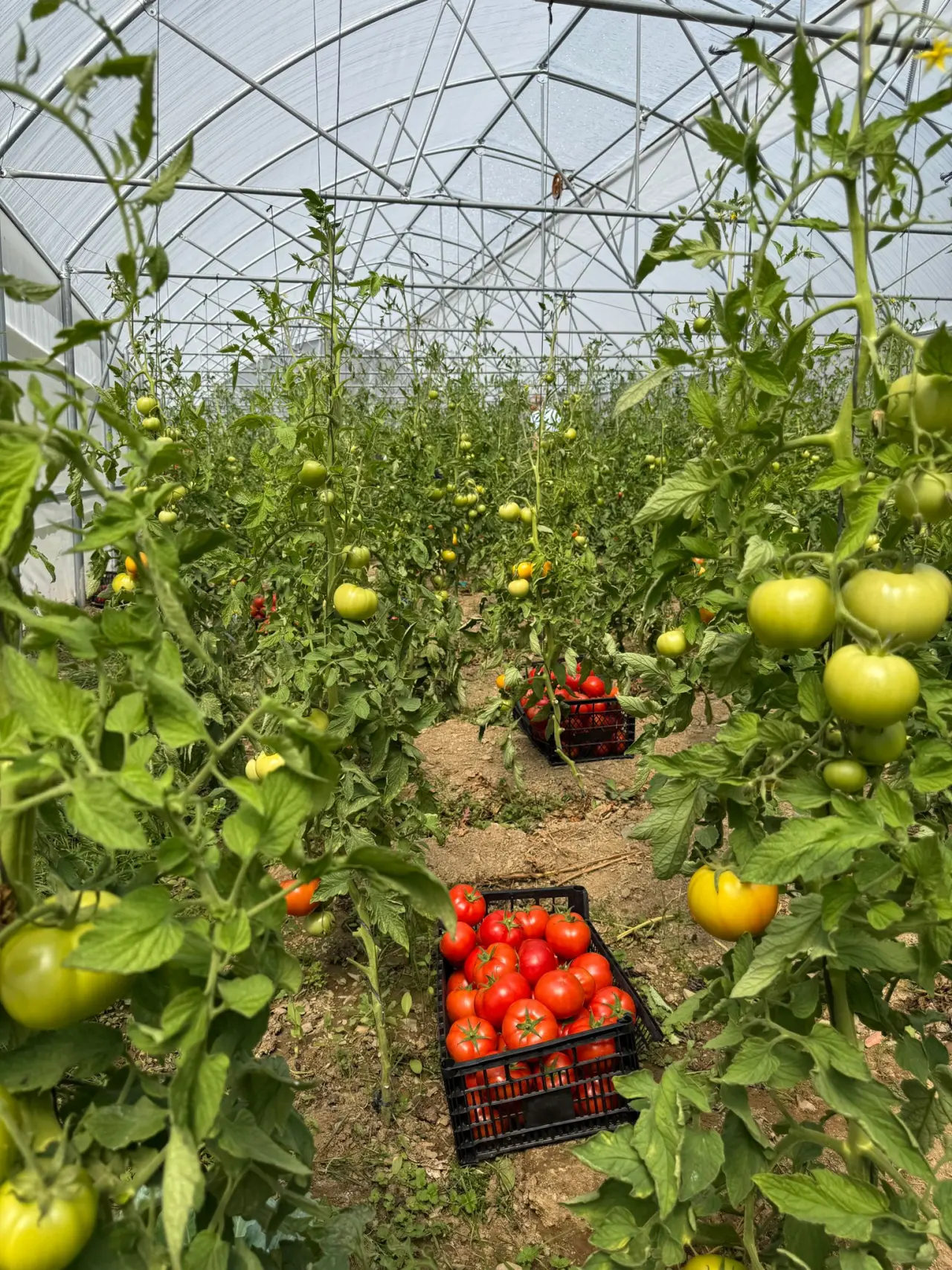 Gümüşhane’de seralarda Gönüllü Hasat yapıldı 1