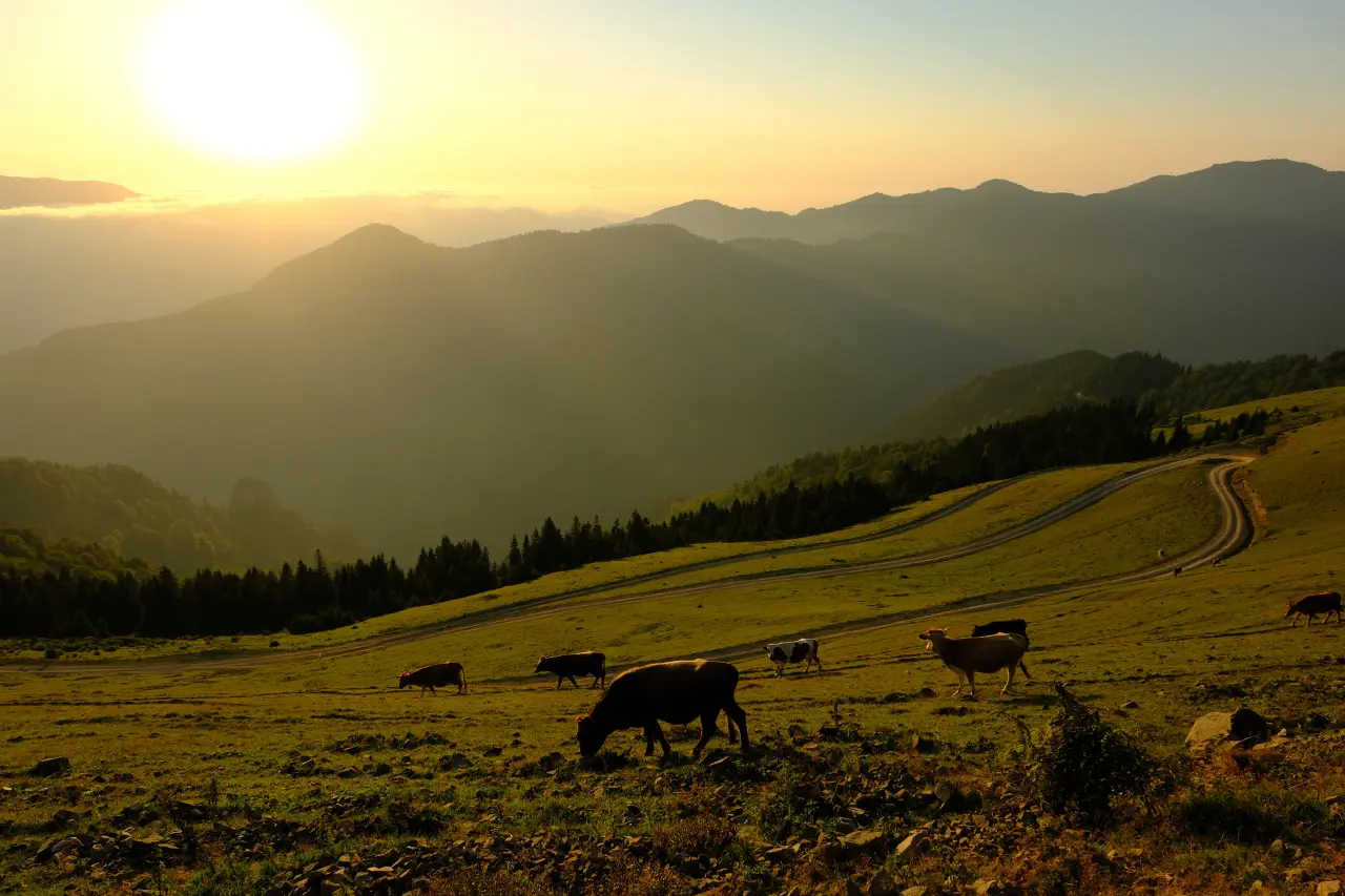 Gümüşhane'nin gizli cenneti Çetlüce Yaylası'nda sis denizi manzarası 9