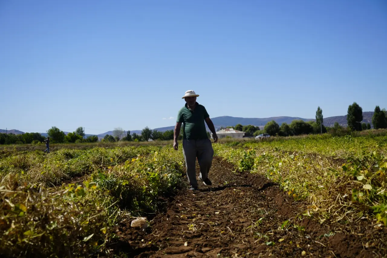 Kelkit’in coğrafi işaretli şeker fasulyesinin hasadı başladı 10