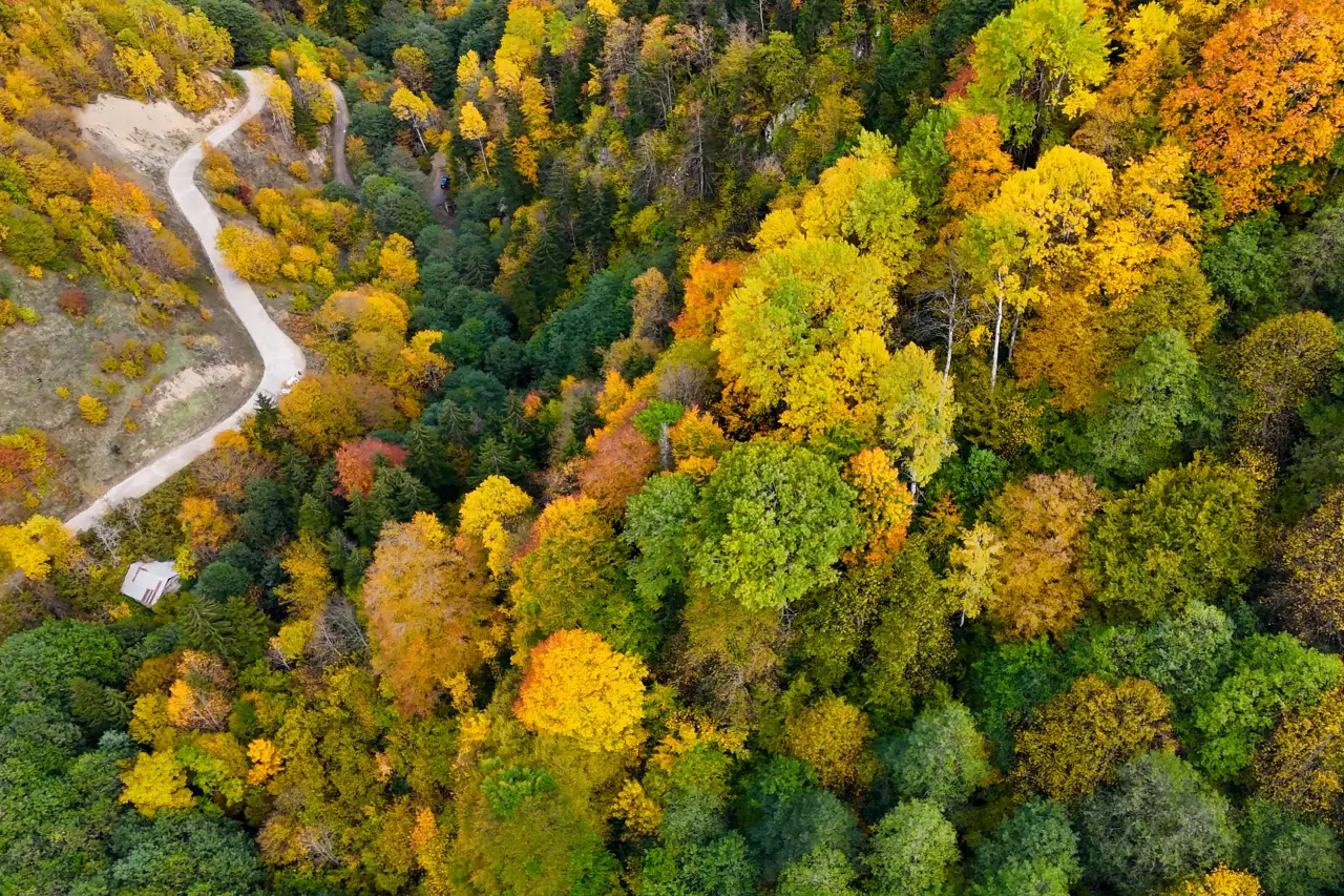 Örümcek Ormanları'nda Sonbahar Büyüsü: Görenleri Hayran Bırakıyor! 24