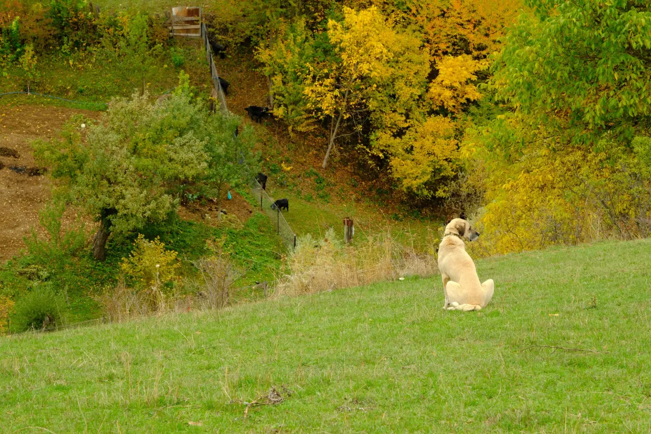Zigana’nın tünelini değil, manzarasını seçtiler 10