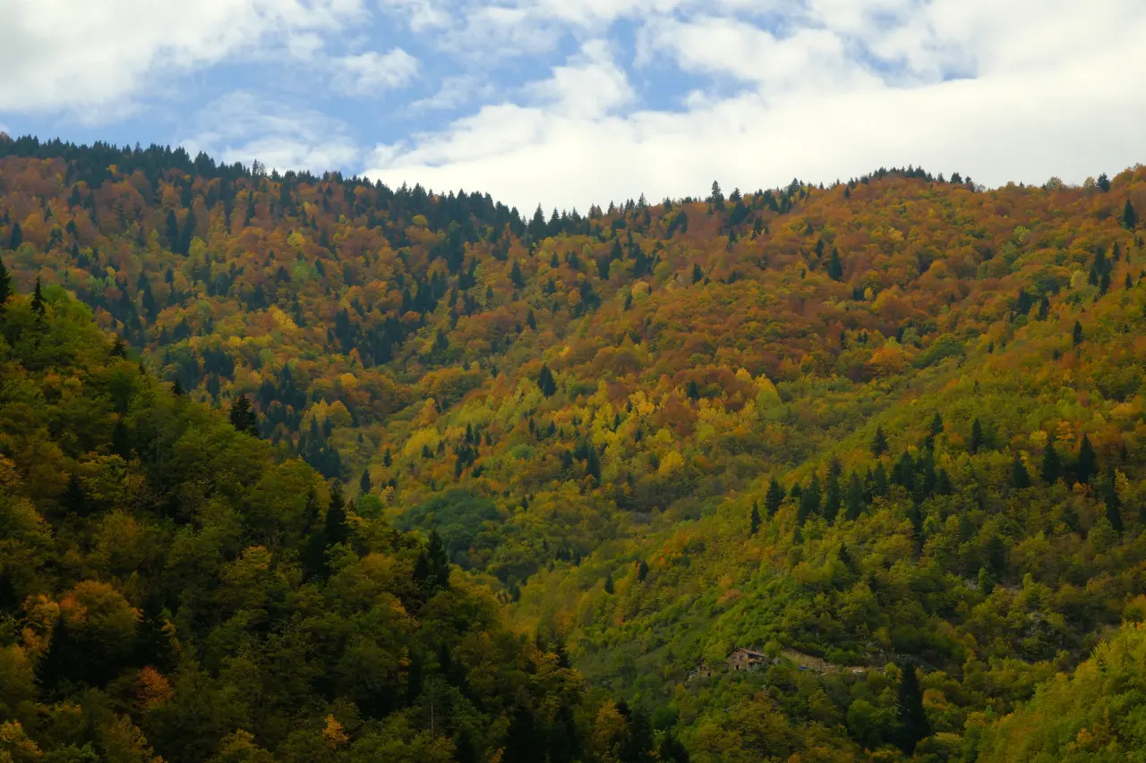 Örümcek Ormanları'nda Sonbahar Büyüsü: Görenleri Hayran Bırakıyor! 4