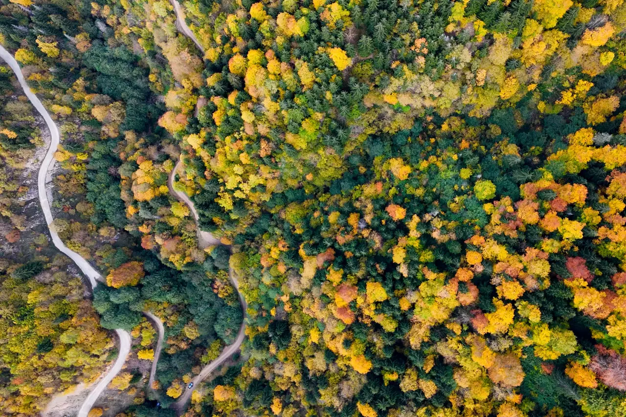 Örümcek Ormanları'nda Sonbahar Büyüsü: Görenleri Hayran Bırakıyor! 27