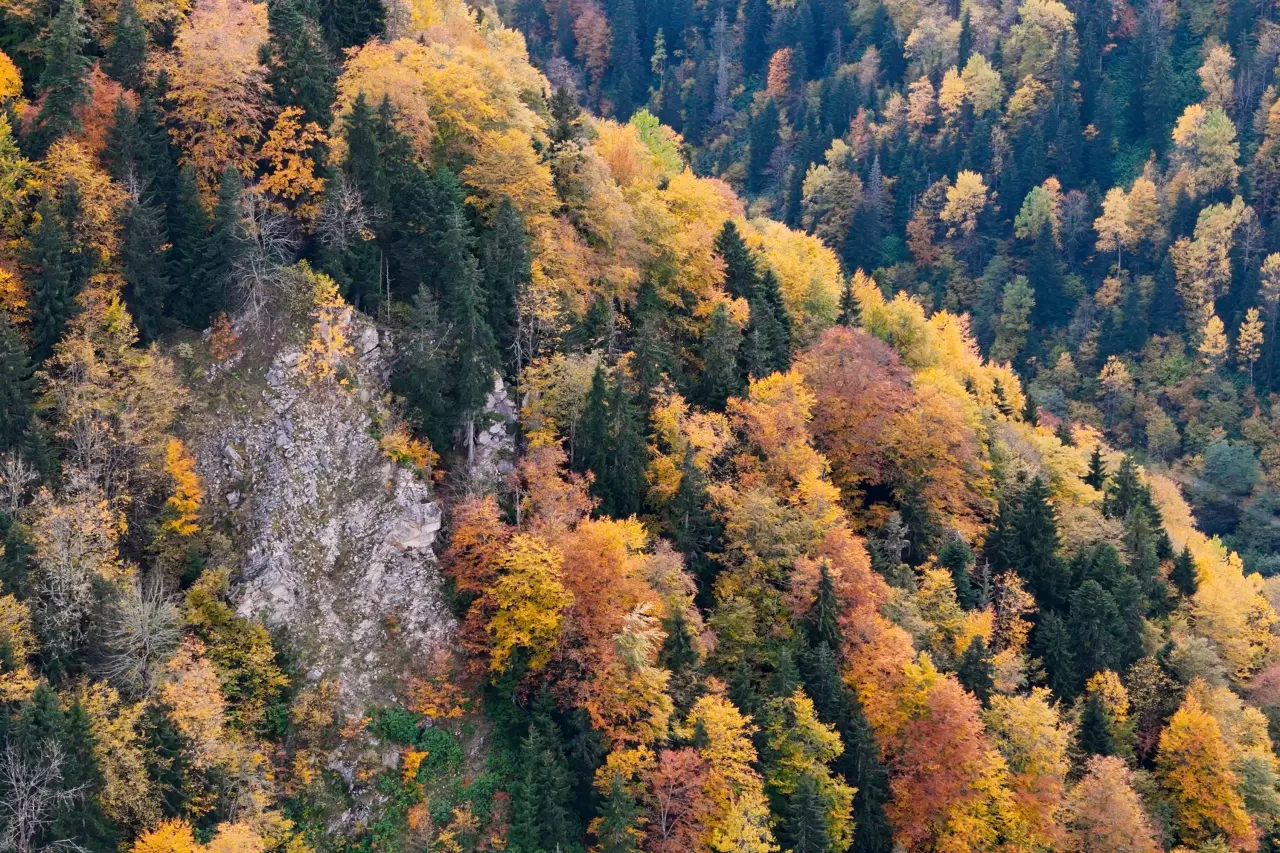 Örümcek Ormanları'nda Sonbahar Büyüsü: Görenleri Hayran Bırakıyor! 29