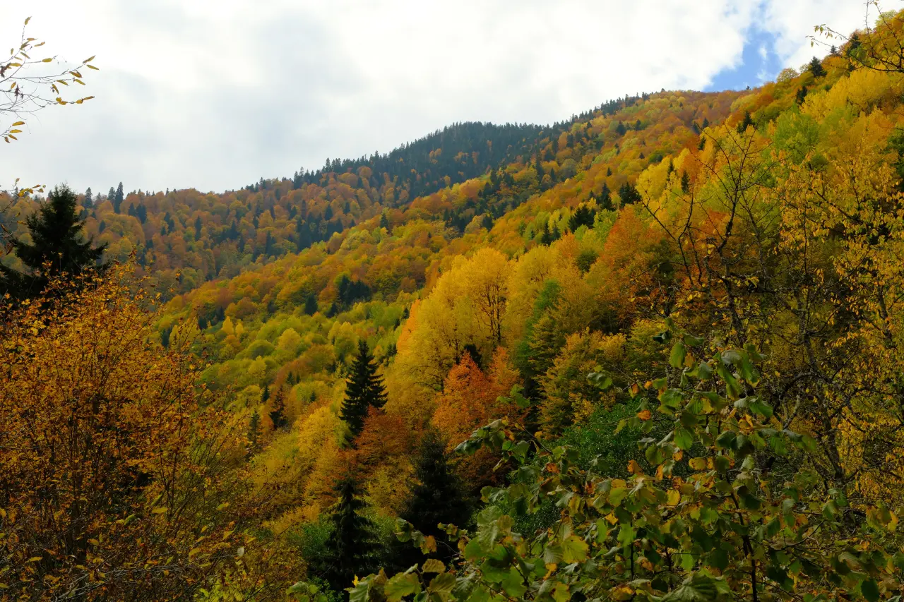 Örümcek Ormanları'nda Sonbahar Büyüsü: Görenleri Hayran Bırakıyor! 8