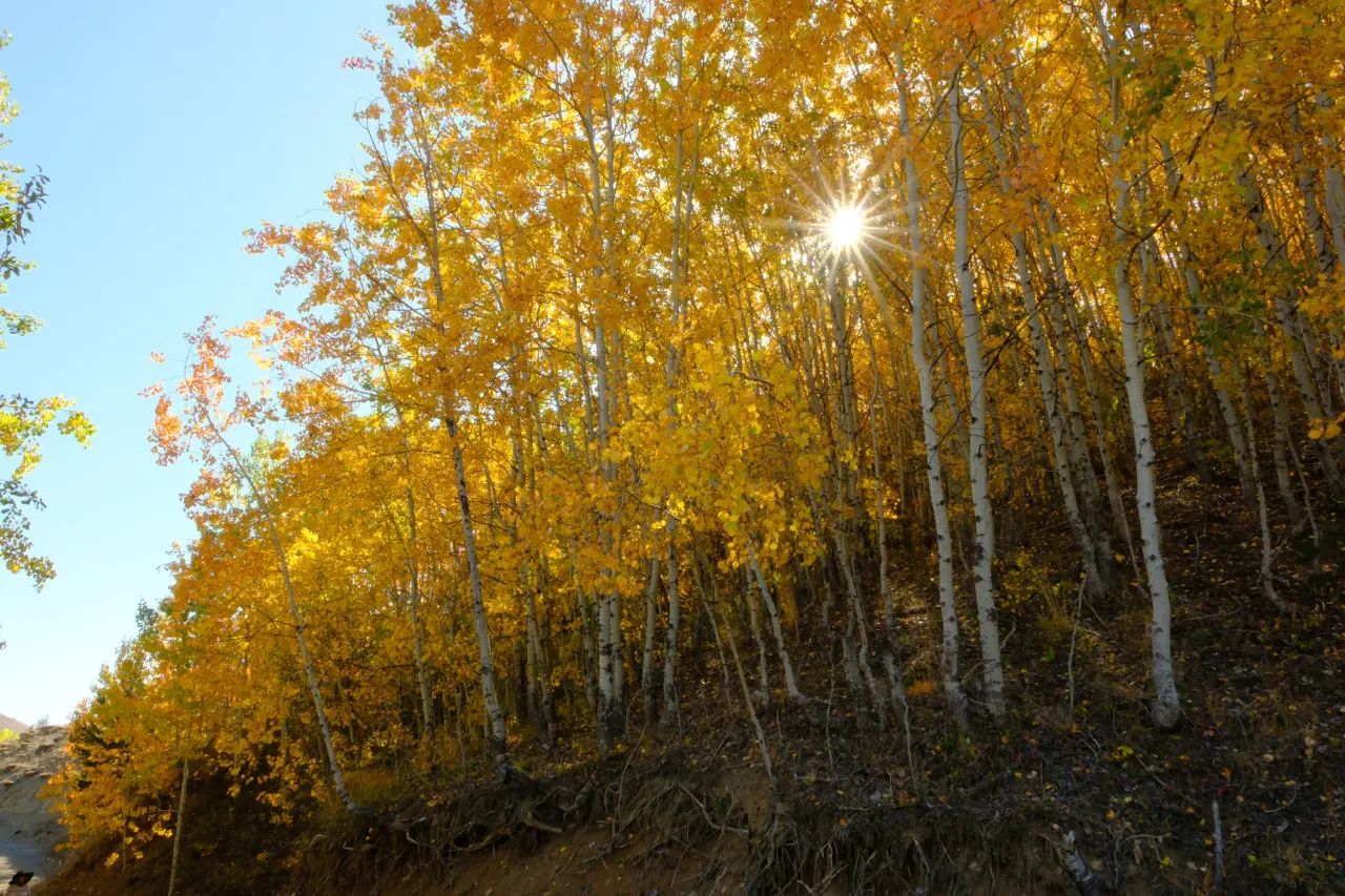 "Sonbaharın Başkenti" Gümüşhane renk cümbüşüne döndü 7