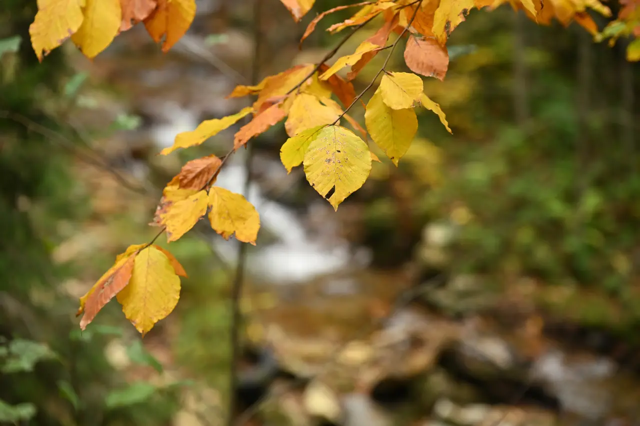 Örümcek Ormanları'nda Sonbahar Büyüsü: Görenleri Hayran Bırakıyor! 18