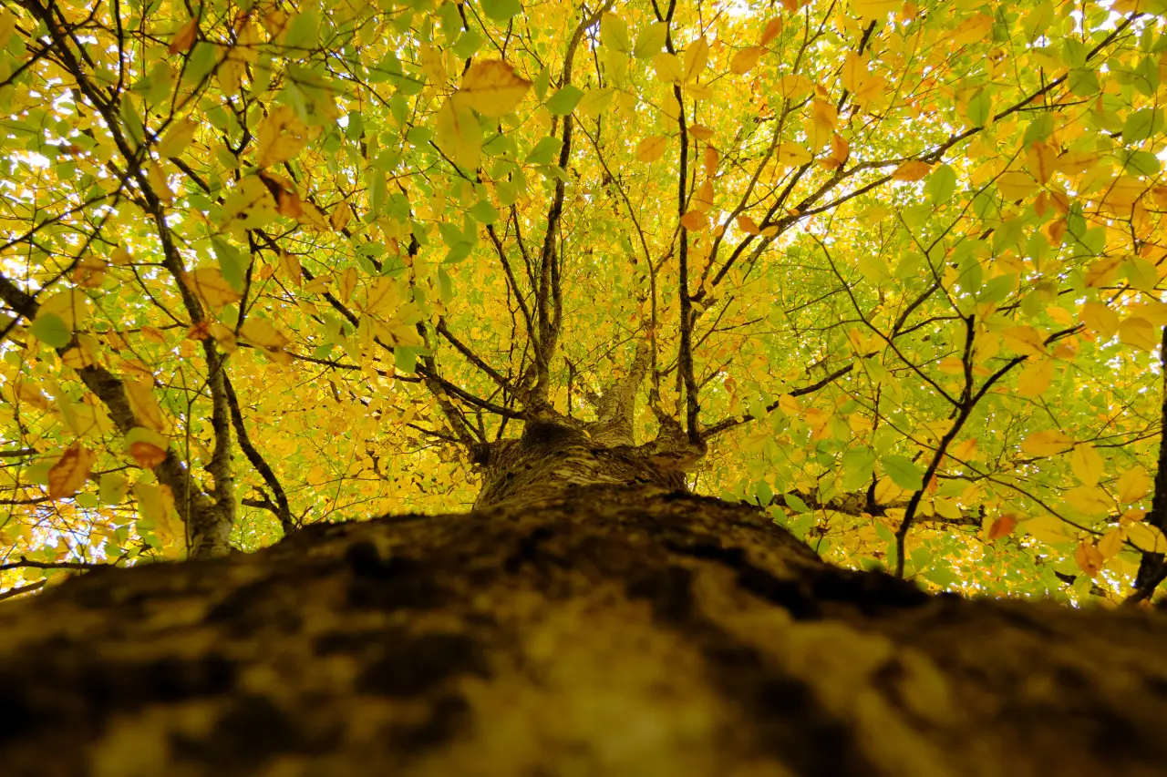 Örümcek Ormanları'nda Sonbahar Büyüsü: Görenleri Hayran Bırakıyor! 13
