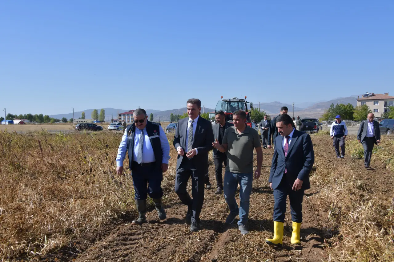 Vali Baruş, Kelkit’te traktörle fasulye hasadı yaptı 8