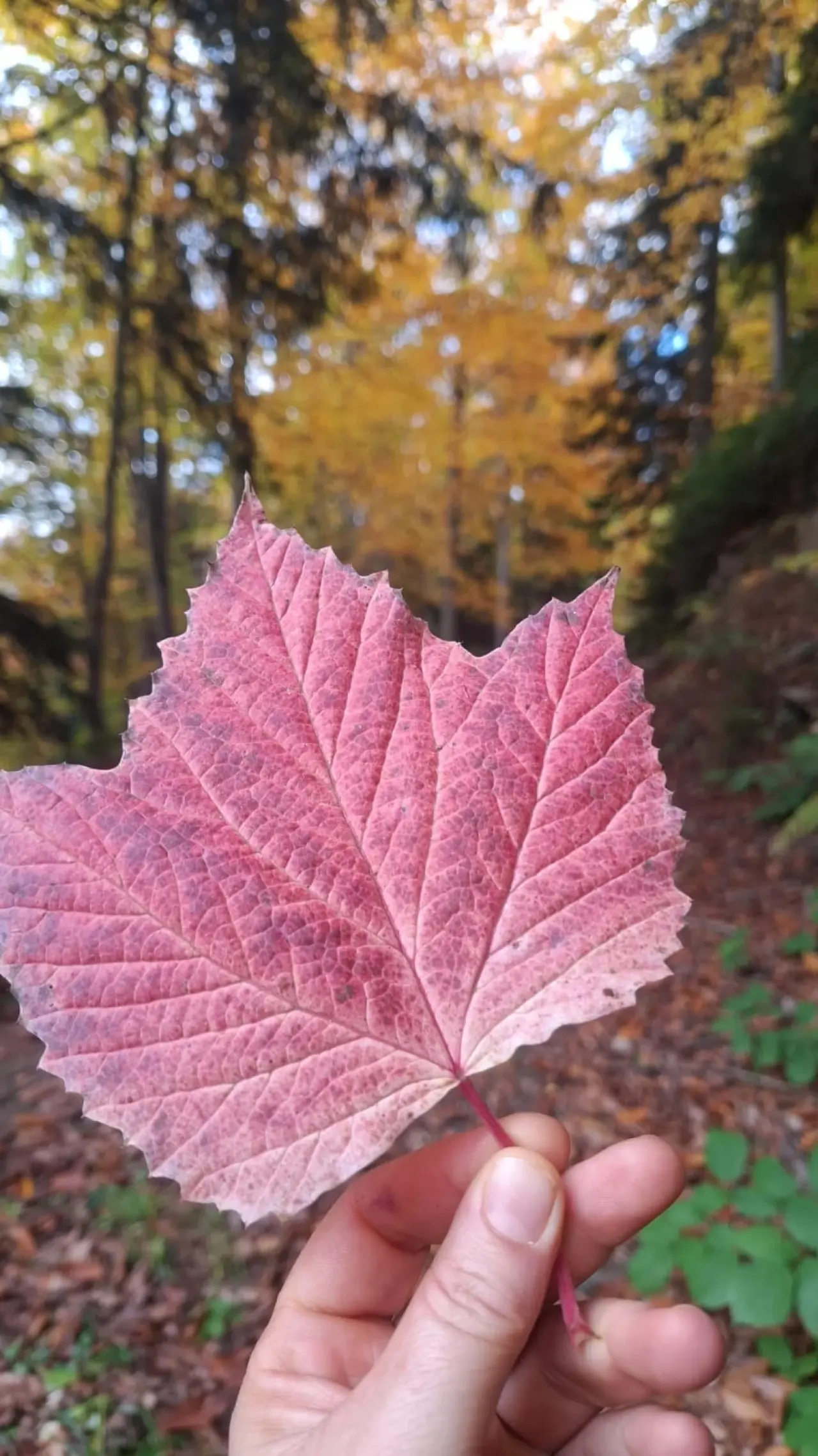Örümcek Ormanları'nda Cumhuriyet ruhu adım adım yaşatıldı 10