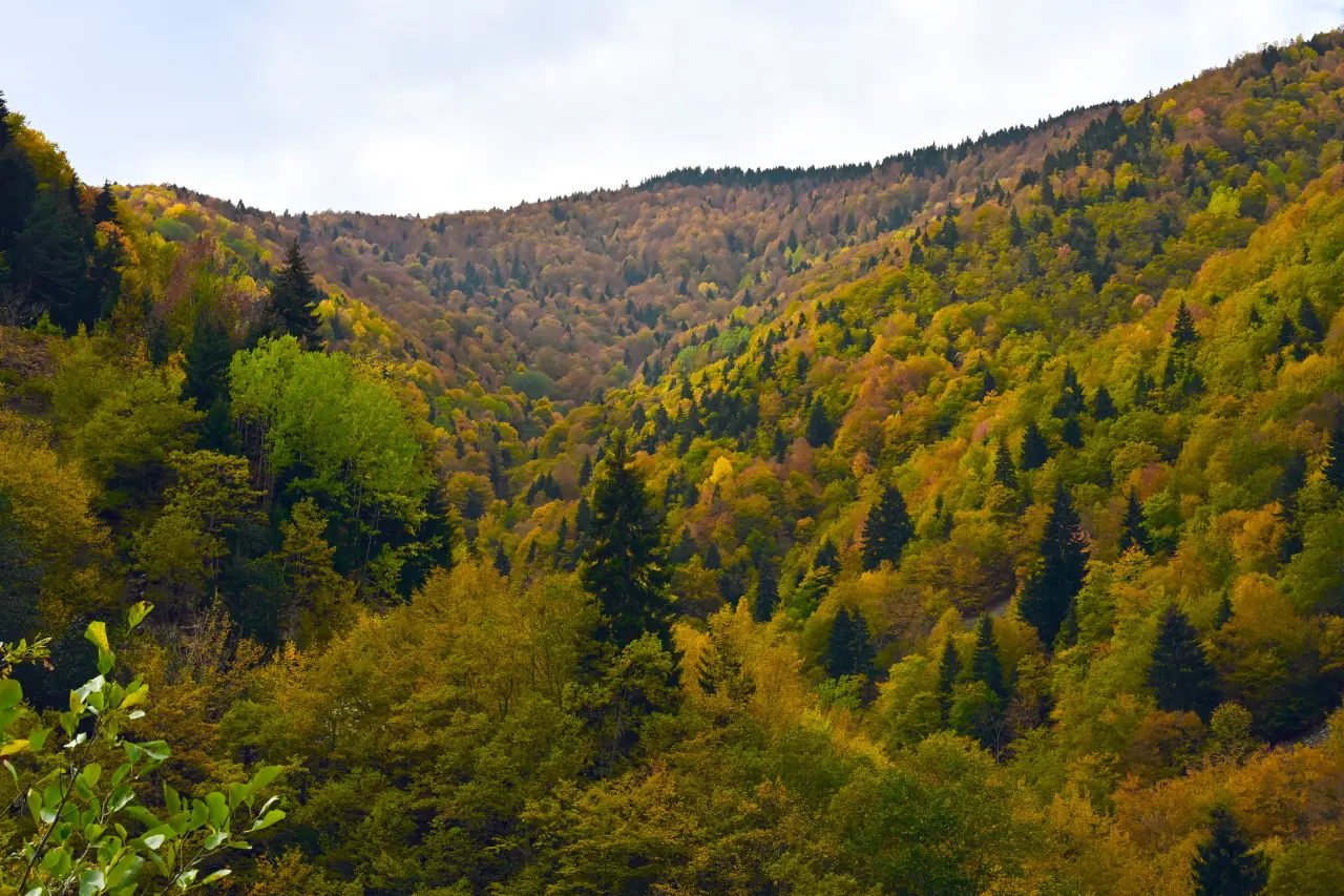 Örümcek Ormanları'nda Sonbahar Büyüsü: Görenleri Hayran Bırakıyor! 16
