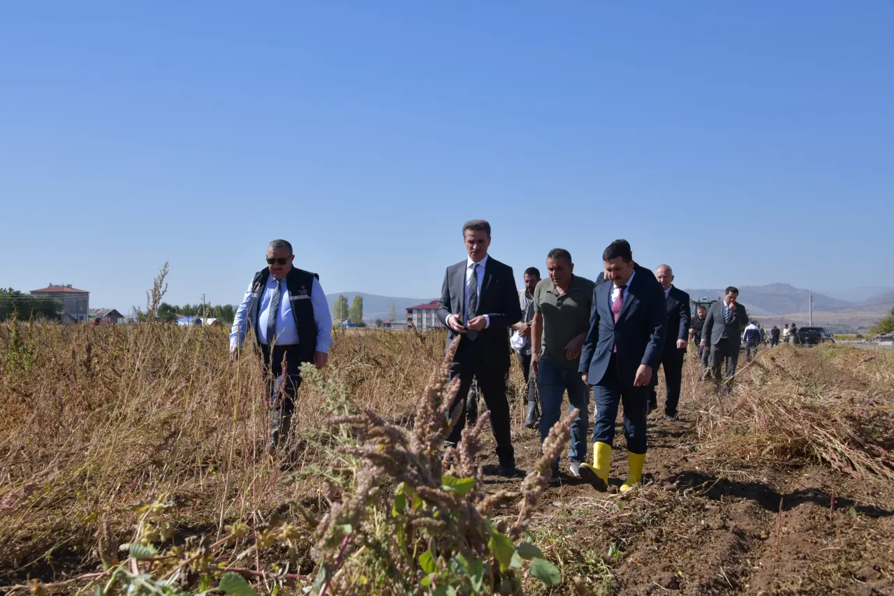Vali Baruş, Kelkit’te traktörle fasulye hasadı yaptı 4