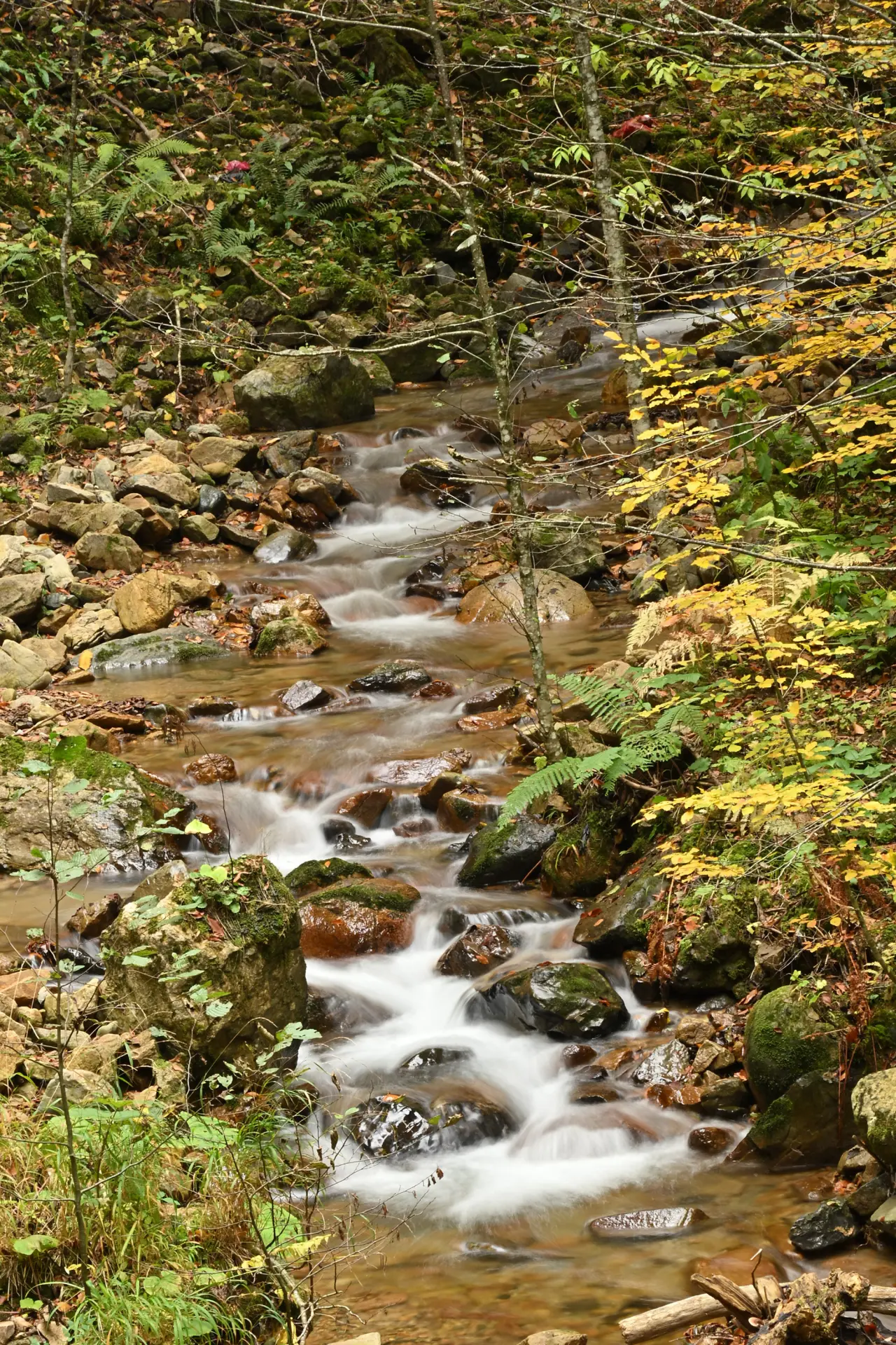 Örümcek Ormanları'nda Sonbahar Büyüsü: Görenleri Hayran Bırakıyor! 20