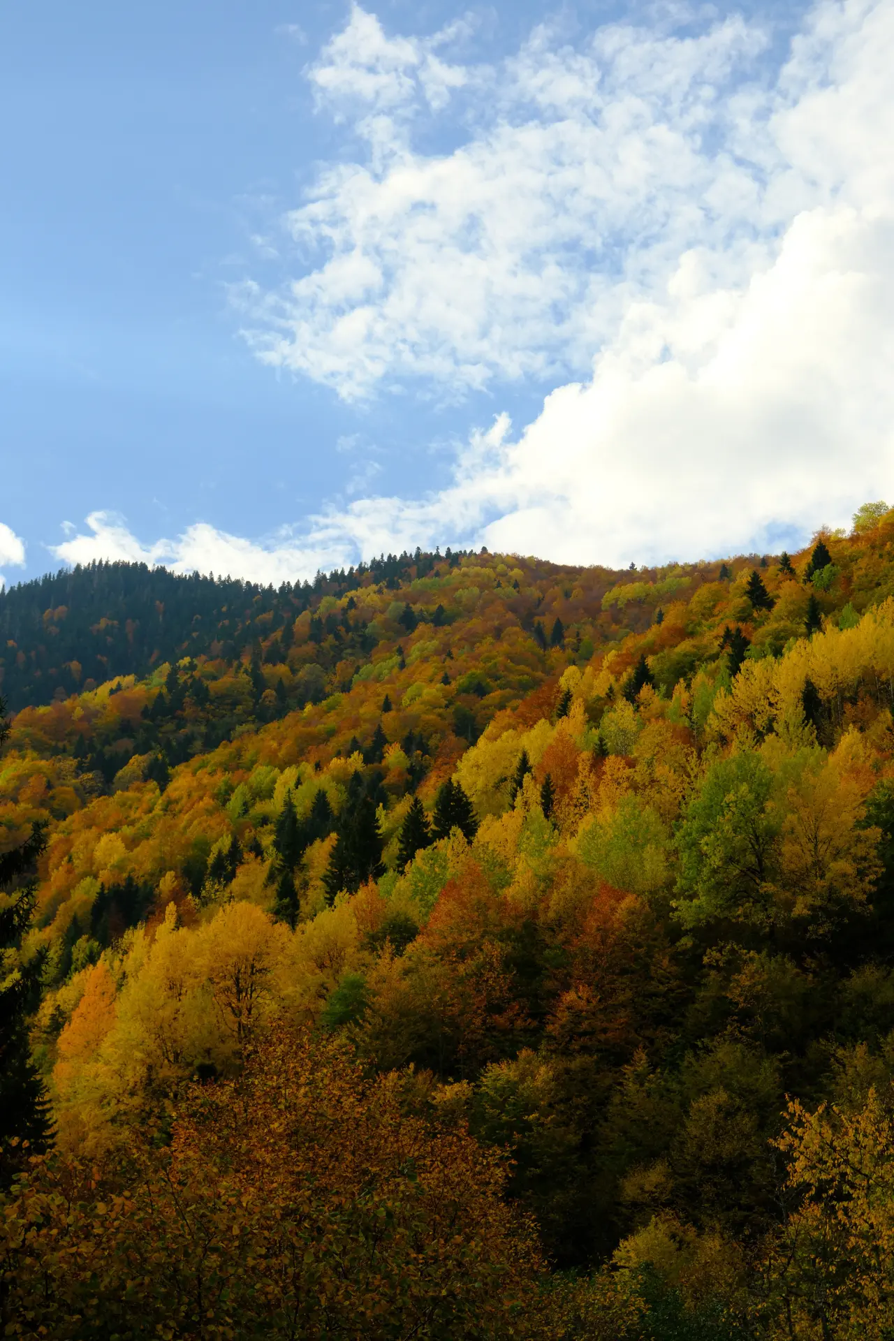 Örümcek Ormanları'nda Sonbahar Büyüsü: Görenleri Hayran Bırakıyor! 10
