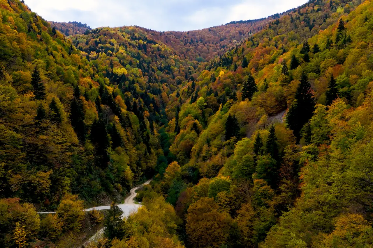 Örümcek Ormanları'nda Sonbahar Büyüsü: Görenleri Hayran Bırakıyor! 26
